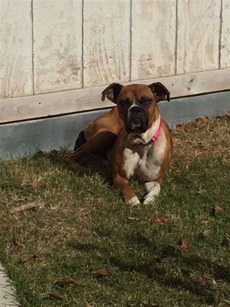 Pet breeder in san antonio, texas. Boxer dog for Adoption in San Antonio, TX. ADN-734838 on PuppyFinder.com Gender: Female. Age ...