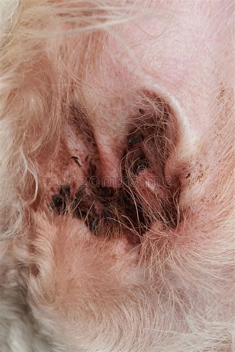 If your dog barks excessively while you're gone, you need to provide more activities or companionship to keep them from being lonely or bored. Close-up of dirty dog ear stock image. Image of poodle ...