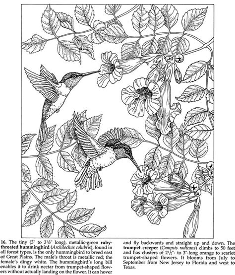 Coloring page hummingbird printable is free hd wallpaper. Hummingbirds | Animal coloring books, Bird coloring pages ...