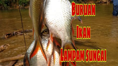 Bagai ilak bercerai dengan benang. Pancing ikan lampam sungai vol2# - YouTube