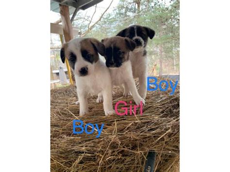 Adorable irish jack russell puppy. 8 weeks old Jack Russel Terrier puppies in Asheboro, North Carolina - Puppies for Sale Near Me