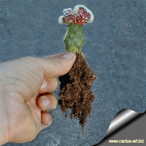 Before putting knife to cactus, use rubbing alcohol to disinfect the blade and avoid introducing fungus and a good size for a cactus cutting is about 10cm in length or a bit longer. Grafting on Opuntia compressa: Distinguishing characteristics.