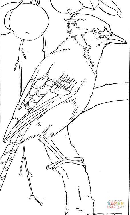 Select from 35870 printable crafts of cartoons, nature, animals, bible and many more. Jay Bird | Super Coloring | Bird coloring pages, Blue jay ...