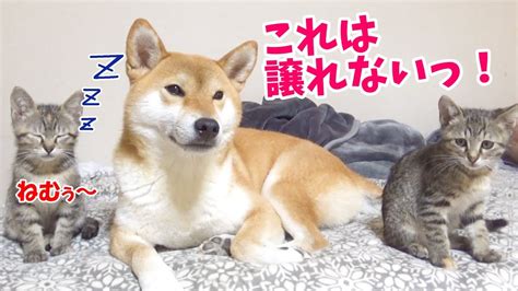 ɕiba inɯ) is a breed of hunting dog from japan. 一日のうちに数回柴犬に子猫がふられる時---Kitten wants to play with ...