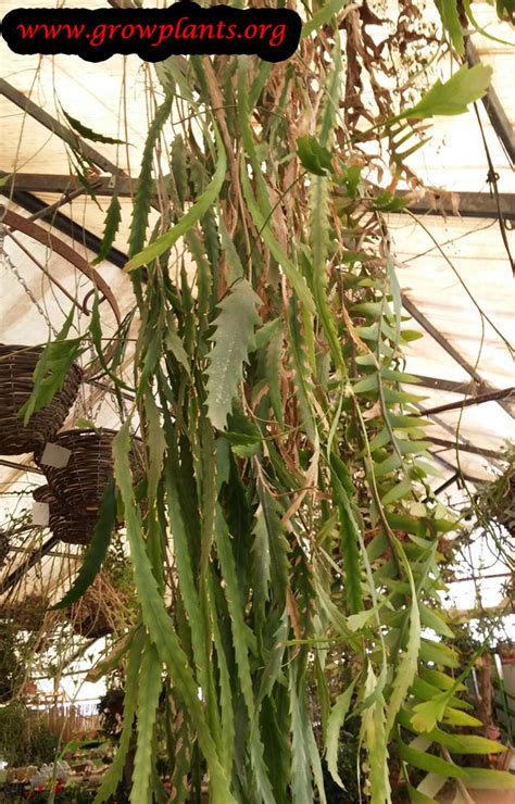 Cactus is one the easiest plants to grow. Lepismium - How to grow & care