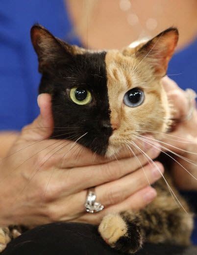 Venus, the two-faced cat, incredible! | Two faced cat ...