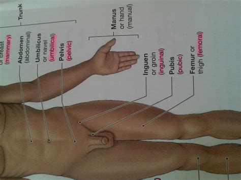 It forms the bulk of the chest area and can be easily seen on the surface in some people, for example weightlifters. Anatomy test 2 - StudyBlue