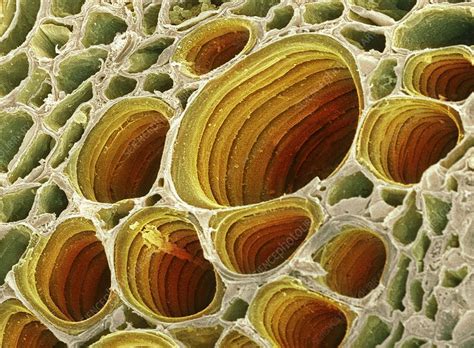 The main function of the large central vacuole in plant cells is to provide structural support; Xylem plant cells, SEM - Stock Image - C001/2572 - Science ...