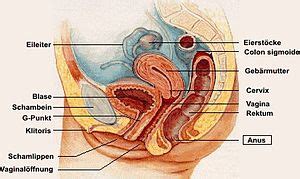 Weibliche geschlechtsorgane dienen der fortpflanzung und dem lustempfinden. Geschlechtsorgan - Klexikon - Das Freie Kinderlexikon