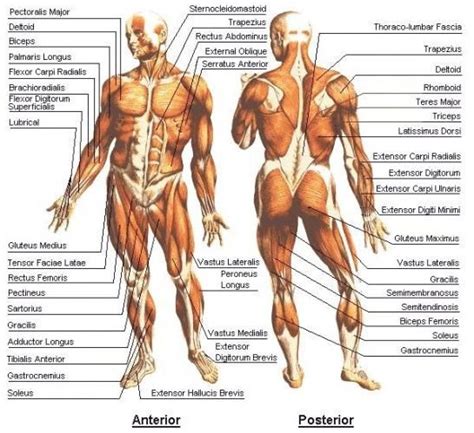 This is a table of muscles of the human anatomy. File:Human Body-Muscular.jpg - Wikimedia Commons