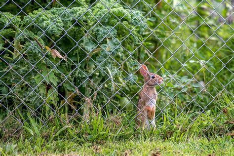 Clippings from your local barber or hairdresser can also work well because. 3 Ways to Keep Rabbits Out of Your Garden