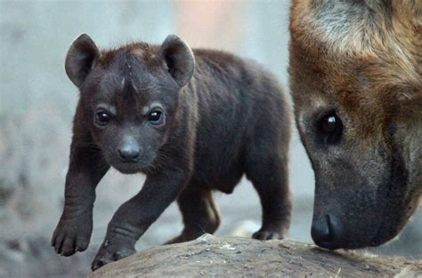 More images for how do female hyenas give birth » Miracle Hyena Gives Birth To Cubs While Fighting To Stay ...