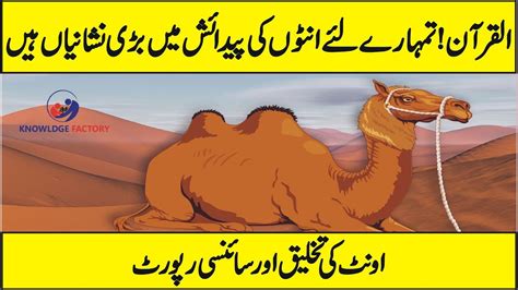 In this video, we 'll learn about latest scientific research on camel and why camel is called ship of desert urdu hindi. Latest Scientific Research on Camel | Why camel is Called ...