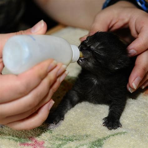 Susu tersebut dapat dijadikan sebagai makanan pokok bagi anak kucing, dan sebagai minuman susu ini juga sangat layak untuk dikonsumsi kucing tanpa induk. Cara Memelihara Anak Kucing Tanpa Induk, WAJIB BACA!