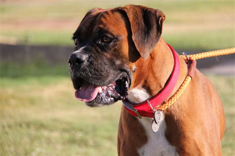 Daily.please note that masks are required to enter our building and we will be limiting the number of visitors allowed in at one time for the safety of our staff, volunteers, and customers. Pin on Dogs for Adoption