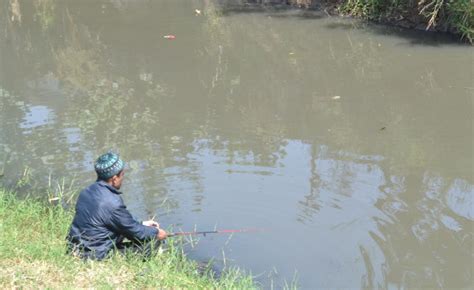 Menurut tafsiran yang ditemui, mimpi menangkap ikan dikatakan memberi alamat bahawa kemungkinan si pemimpi akan memperolehi wang dengan segera. 99 Arti Mimpi Memancing Lele Menurut Primbon, Islam, Hindu ...