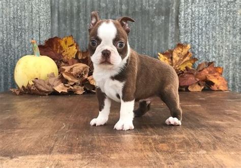 Click here to be notified when new boston terrier puppies are listed. Boston Terrier Puppies For Sale In Florida And Georgia ...