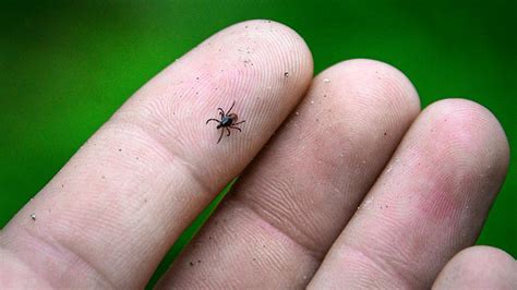 Ticks are external parasites, living by feeding on the blood of mammals, birds, and sometimes reptiles and amphibians. Wood Tick 🐜 How To Define Are They Dangerous - Beezzly