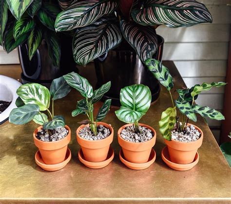 Today we are going to introduce 2 common ways for orchid lovers to plant orchid at home. So wild about these juvenile Calathea we just got in. From ...