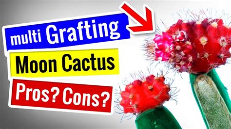 So if you have a dry, low humidity home and plenty of sun exposure, bunny ears cactus might be the perfect plant for you. Moon Cactus - Multi Grafting PROS and CONS | Grafted on ...