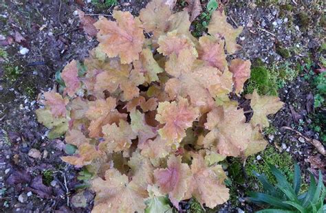 Maybe you would like to learn more about one of these? Coral Bells 'Caramel' PP 16,560 - Maples N More Nursery