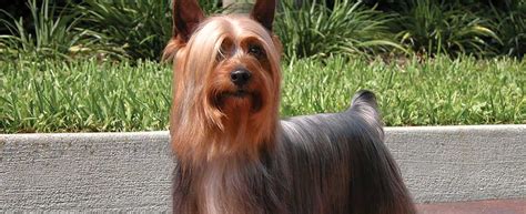 750 x 500 jpeg 52 кб. Top 10 low-shedding Dog Breeds | Australian Dog Lover