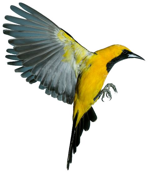 61,000+ vectors, stock photos & psd files. Realistic clipart oriole - Pencil and in color realistic clipart oriole Good ideas.