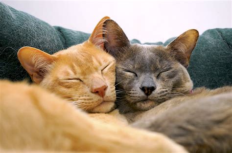 You probably have more cat pictures on your smartphone than. Want to Keep Bonded Cats Happy? Keep Them Together.