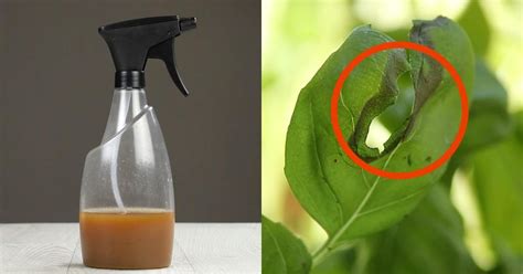 Homemade insect repellent recipes reviewed. Natural protection: Homemade insect repellant for the garden | Insect repellent, Garden insects