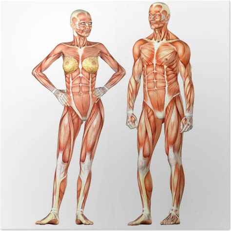 Of all the things that are different between men and women, it's the weird biological differences that a look at the the objective, biological differences between male and female bodies reveals that men. Poster Menselijk Lichaam Anatomie - Mannelijke en ...
