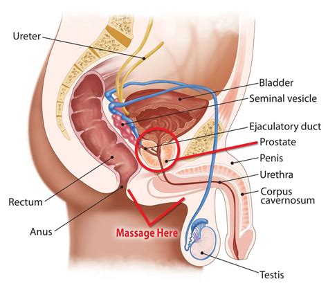 Prostate massage can be done internally (via the anus) or externally. External Prostate Massage Technique - Christian sex tips ...