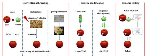 For instance, bt crops have genetic material from the bacterium baccillus thuringiensis. What are CRISPR and other New Breeding Techniques (NBTs)? #GMOFAQ