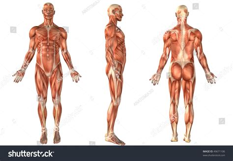 Musculoskeletal anatomy, kinesiology, and palpation for manual therapists. Muscle Anatomy Stock Illustration 49671106 - Shutterstock