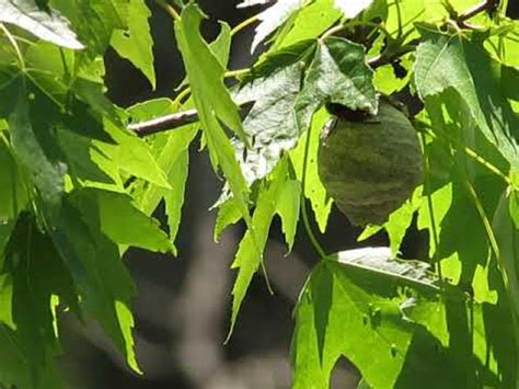 He saw right through it all. Queen Bald-face Hornet making nest - YouTube