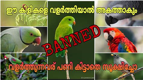 Supreme court removes ban on cryptocurrency trading in india: Banned birds in india // ഈ കിളികളെ വളർത്തിയാൽ അകത്താകും ...