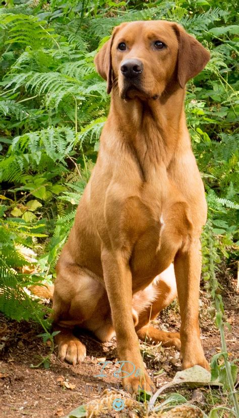 This coat color dates back to the early 1900's. Stunning Fox Red Labrador photo taken during the Andy ...