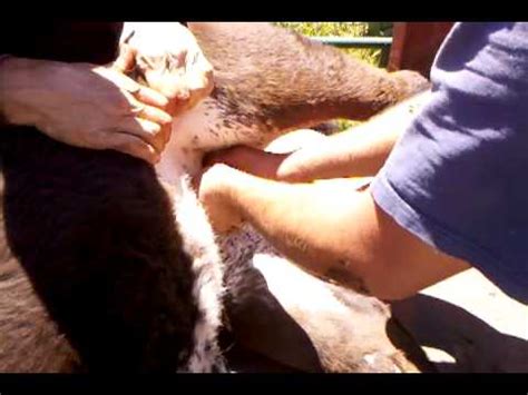 Wife gets surprise birthday gift from her husband. How to Castrate a Calf - YouTube