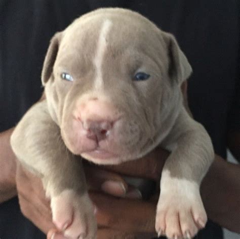 Xl lilac and lilac tri bully pitbull puppies for sale. Pin on CUTE ANIMALS