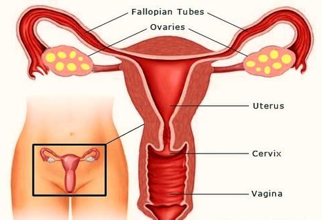 This website has been created for demonstration purposes only. Human Body Organs Diagram Women / Female Reproductive ...