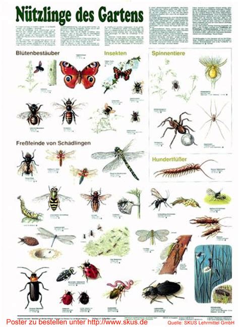 Insekten gehören zu einem gesunden garten einfach dazu. Nützlinge im Garten