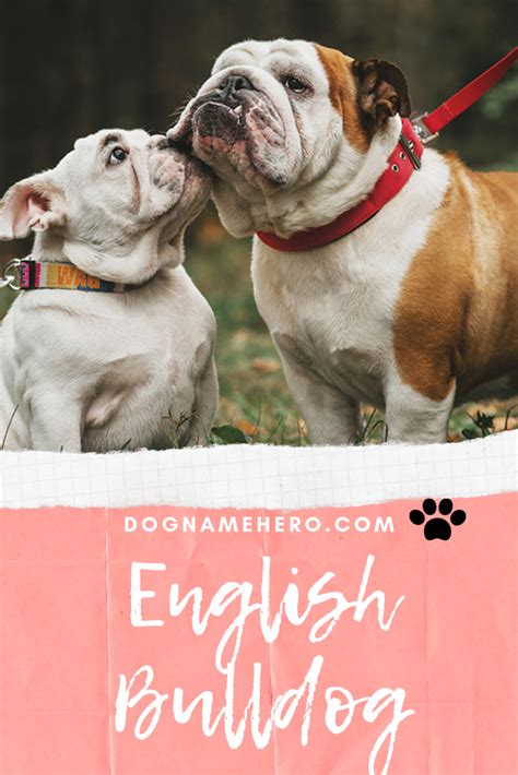 This is a sturdy dog harness with designed with a lightweight nylon material and reflective trims around no pull harness for an english bulldog. English Bulldog - Dog Name Hero