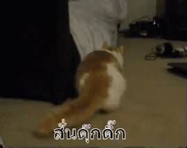 แมว ส่ายก้น ดุ๊กดิ๊ก GIF - ShakingButt Twerk Cat - Discover & Share GIFs