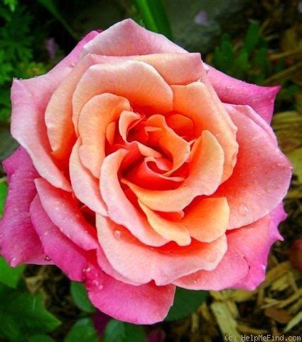 Gardening information for all garden types. 'Honeysweet' Rose. Zone 4-9. Fully double bloom, continual ...