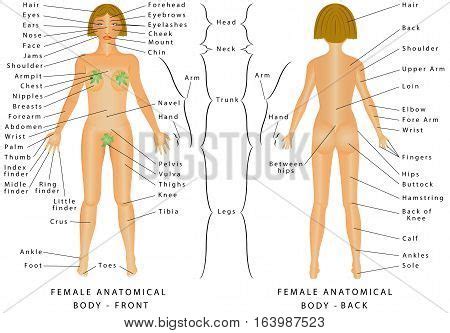 Below you'll see diagrams along with the names of the back muscles that may be the cause of your pain. Regions Female Body. Vector & Photo (Free Trial) | Bigstock