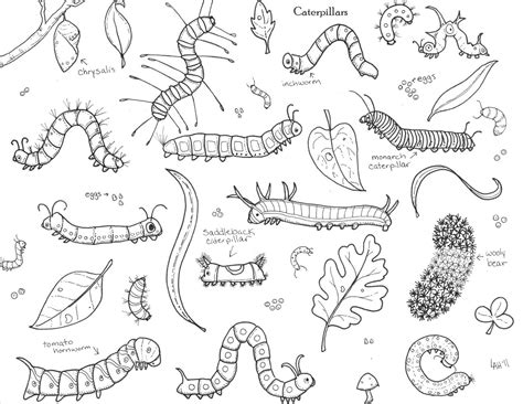 Search through 623,989 free printable colorings at getcolorings. Hedgie's Desk: Caterpillars | Butterfly coloring page ...