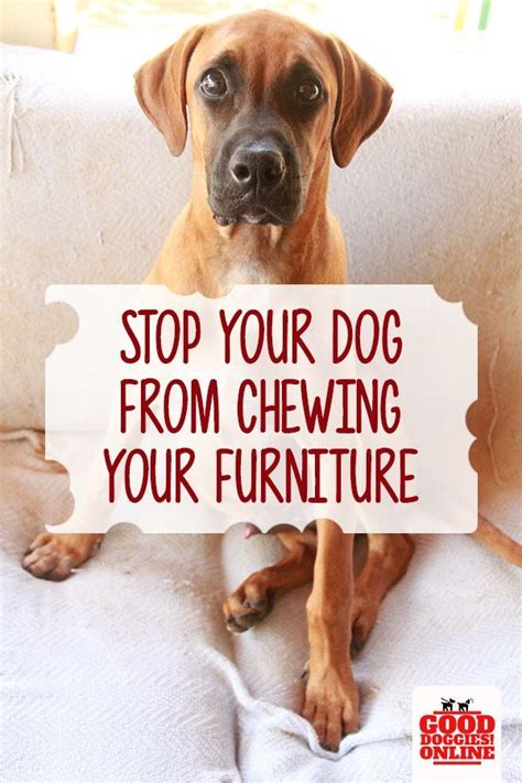 Learn the signs and training methods for excessive scratching hiring a dog walker is also a great idea—and you can also check to see if there's a doggie daycare in your area. Easy Ways on How to Stop a Dog From Chewing on Furniture ...