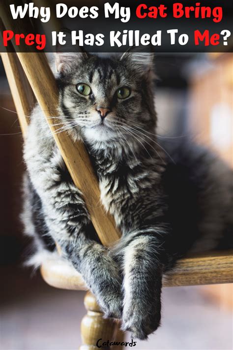 Cats, like a lot of animals, release scents, and these scents send signals to other cats and other animals. Do you know that when cat brings gift to your house ? for ...