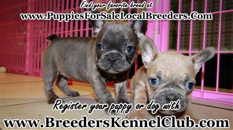 » looking for a french bulldog breeder? BLUE & LILAC FRENCH BULLDOG PUPPIES FOR SALE, GEORGIA ...