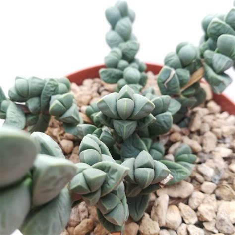 Best of all, these plants are terrific listeners. Delosperma lehmannii - Giromagi Cactus and Succulents