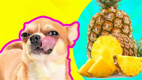 Pineapples aren't toxic to cats, but as with most human foods, there are if your cat experiences any digestive issues after eating pineapples, such as vomiting or diarrhea despite my day job, my passion has always been animals, especially dogs and cats, and writing. Can Dogs Eat Pineapple? | MUST WATCH For Responsible Pet ...